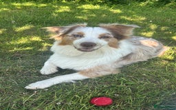 Australian Shepherd dogs for sale: KC registered Australian shepherd puppies  - Image 15