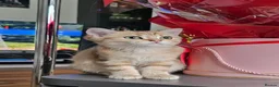 British Shorthair cats for sale: Bsh GOLDEN Chunky Kittens🐱 Ready go now - Advert 11