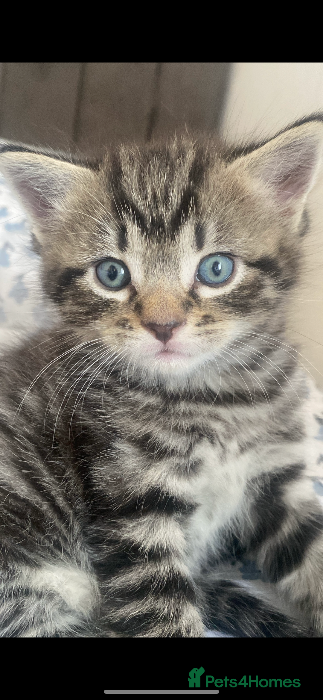 Bengal cats for sale: Bengal x Persian male kitten for sale! - Image 1