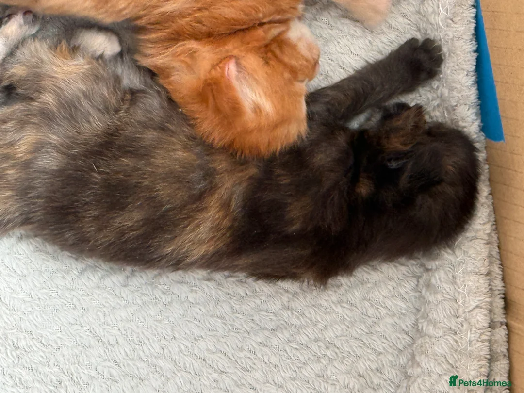 Maine Coon cats for sale: Stunning XL Maine Coon Kittens in Accrington - Advert 2