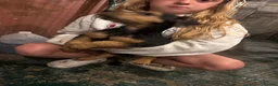 Lakeland Terrier dogs for sale: Lakeland terriers pups in Merthyr Tydfil - Advert 4
