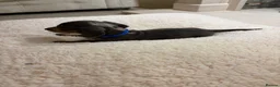 Miniature Dachshund dogs for sale: Miniature dachshunds  - Advert 6