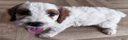Australian Labradoodle dogs for sale: Multi-Gen Australian Labradoodle Puppies - Advert 14