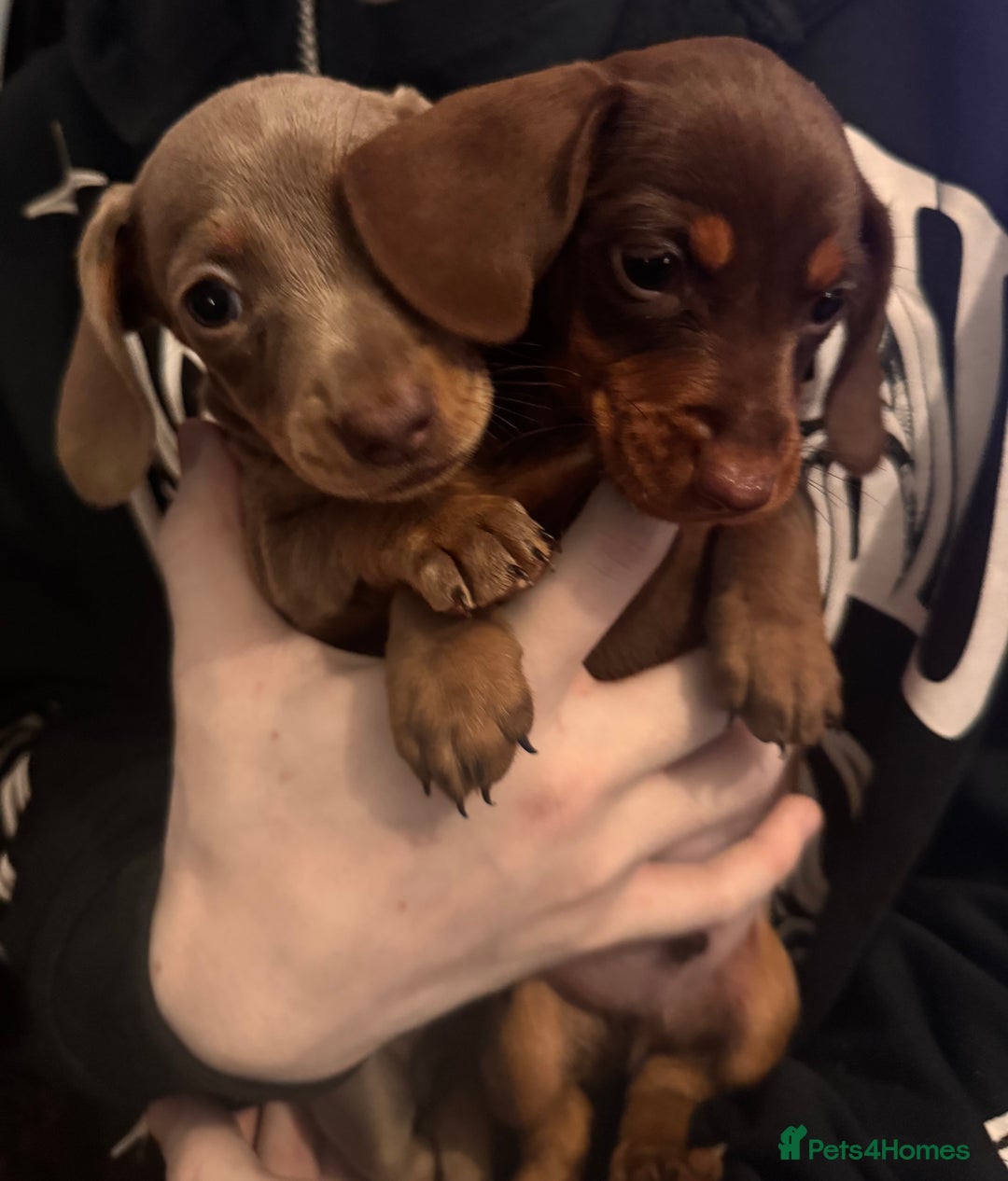 Dachshund dogs for sale: **** Absolutely Stunning Babies **** - Advert 6