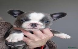 French Bulldog dogs for sale: Husky Panda Koi Frenchie = last 3 ready next week - Image 10
