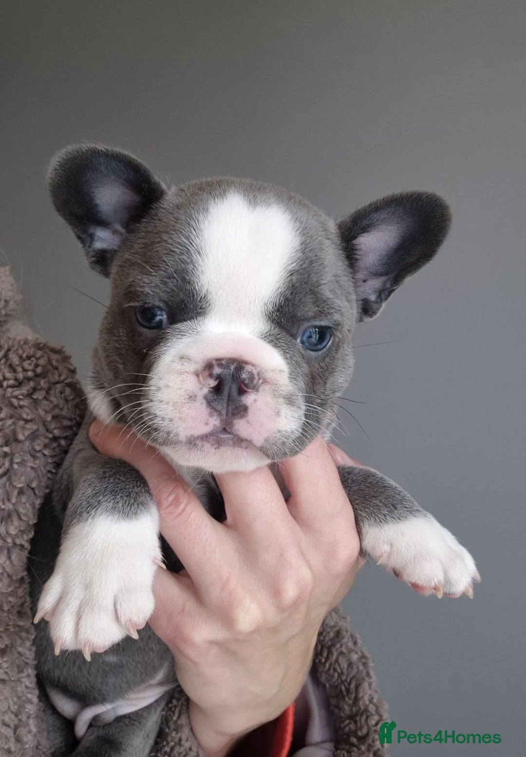 French Bulldog dogs for sale: Husky Panda Koi Frenchie = last 3 ready next week - Image 10