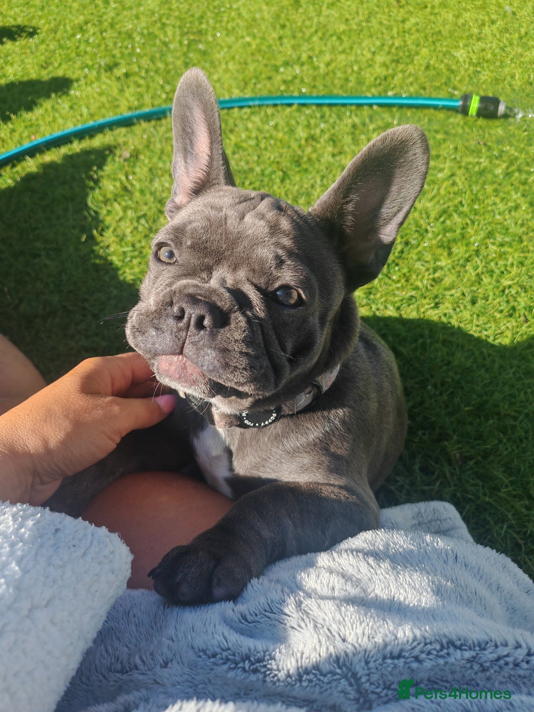 French Bulldog dogs for sale: Beautiful female blue French bulldog  in Wareham - Image 12