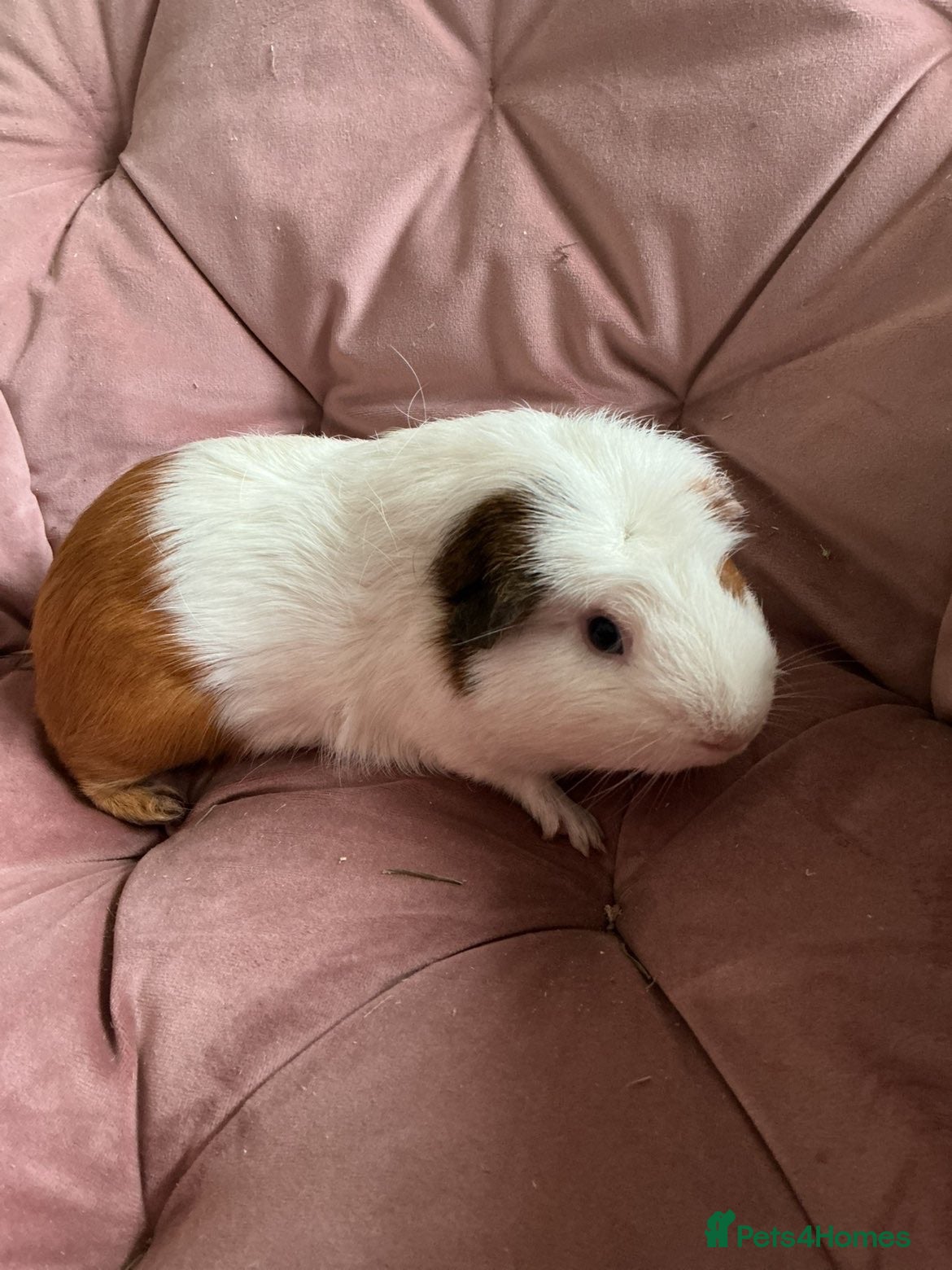Guinea Pig rodents 3 boars for sale  - Advert 4