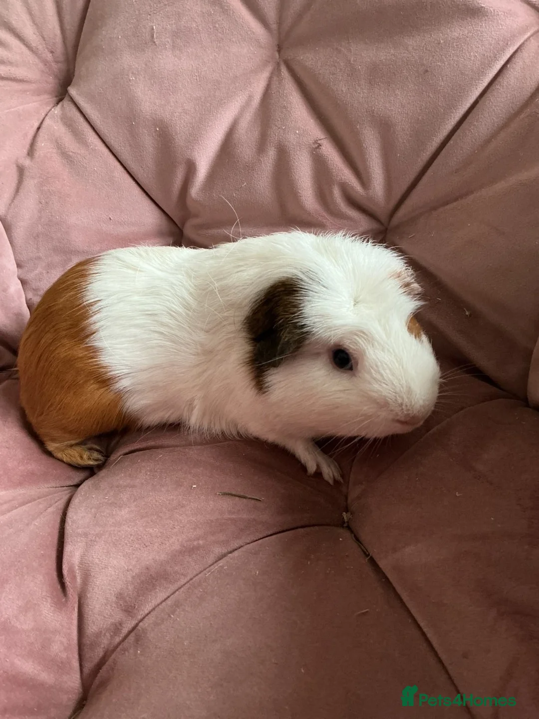 Guinea Pig rodents for sale: 3 boars for sale  in Matlock - Advert 1