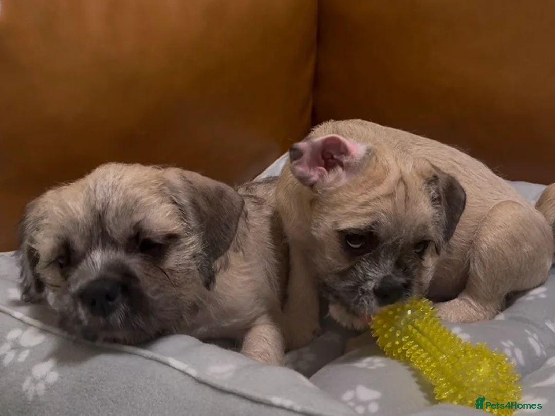 Mixed Breed dogs for sale: Pug Chinese crested x French bulldog x - Advert 1