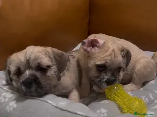 Mixed Breed dogs Pug Chinese crested x French bulldog x - Advert 15