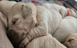 Golden Retriever dogs for sale: Golden Retriever Puppies - you will Fall in love  - Image 20