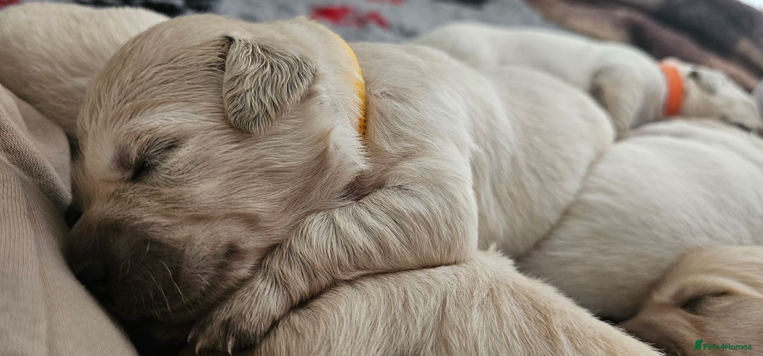 Golden Retriever dogs for sale: Golden Retriever Puppies - you will Fall in love  - Image 20