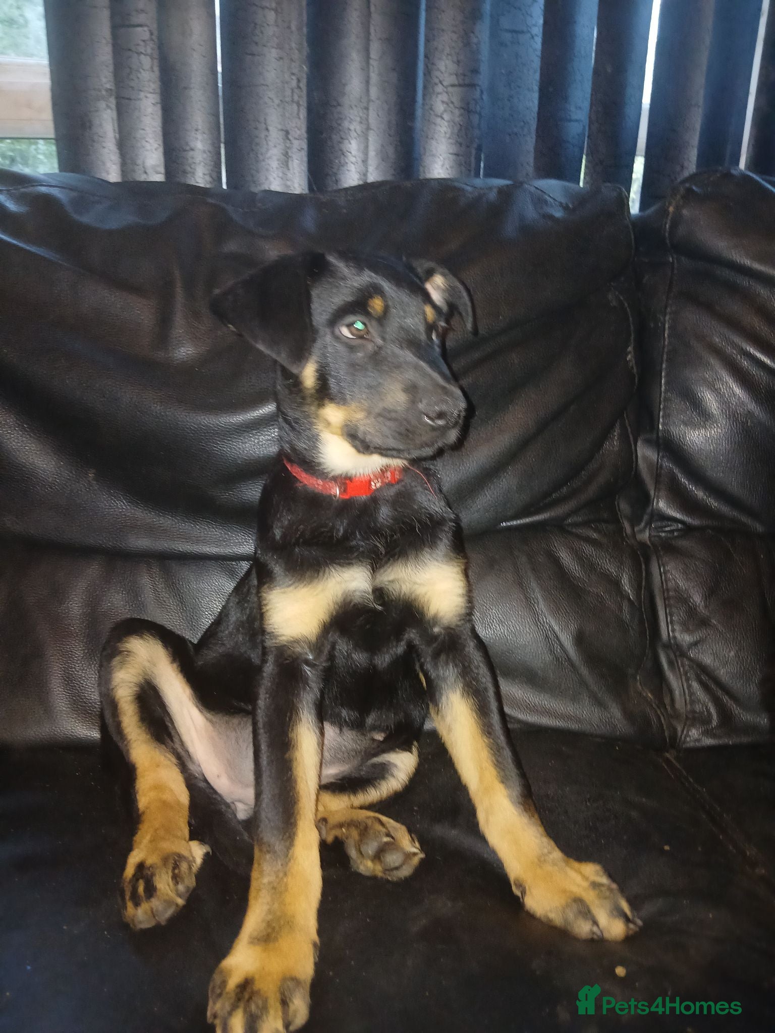Mixed Breed dogs Shepweiler puppies need loving homes - Advert 2
