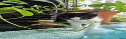 Mixed Breed cats for sale: 🐾 Male Kitten Looking for His loving Home 🏡💙 in London - Advert 6