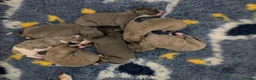 Whippet dogs for sale: KC Reg Whippet Pups-Heart Tested Clear Parents in Caernarfon - Advert 2