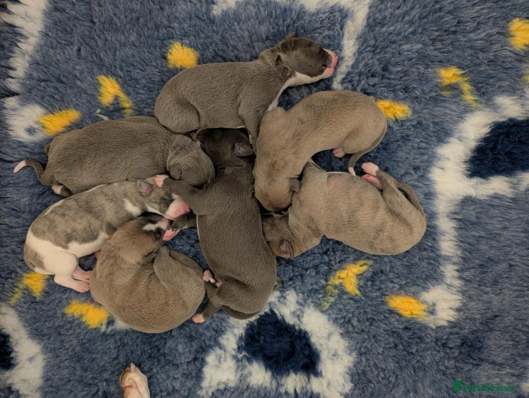Whippet dogs for sale: KC Reg Whippet Pups-Heart Tested Clear Parents in Caernarfon - Advert 2