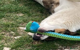 Mixed Breed dogs for adoption: Eddie - Norwich Norfolk  - Image 25