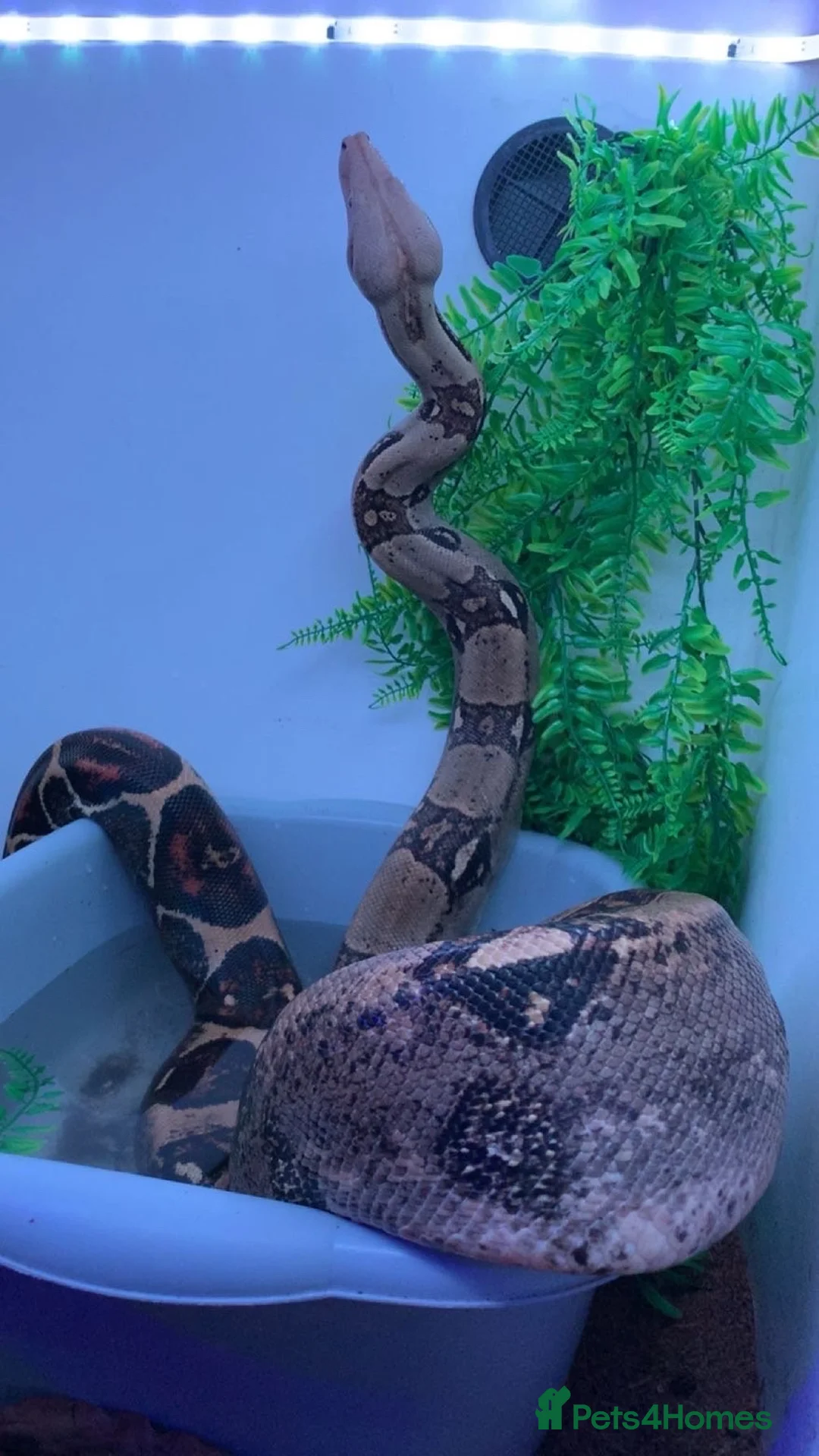 Boa Snake reptiles for sale: Common boa - Advert 2