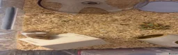 Hamster rodents for sale: Syrian hamster  in Telford - Advert 5