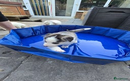 Siberian Husky dogs for sale: Siberian husky pups  - Image 13