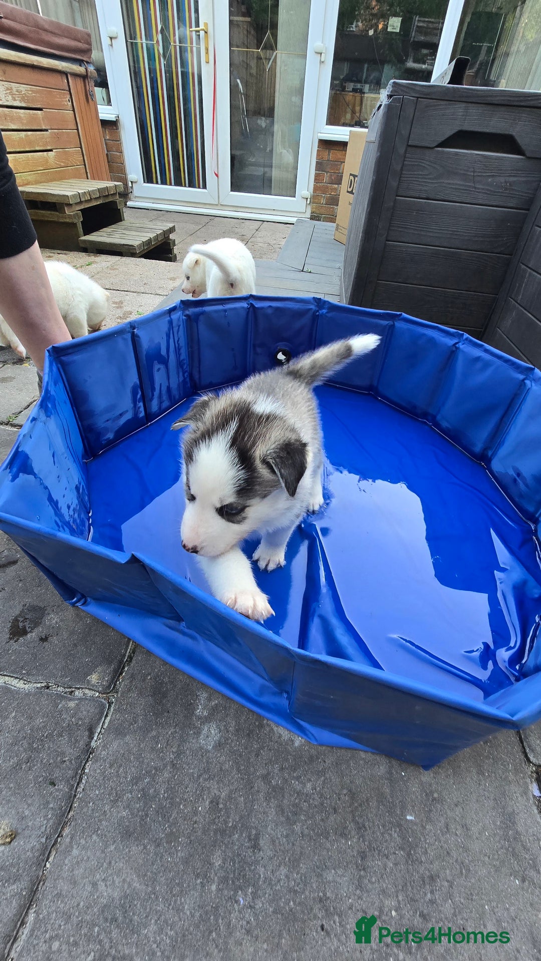 Siberian Husky dogs for sale: Siberian husky pups  - Image 13