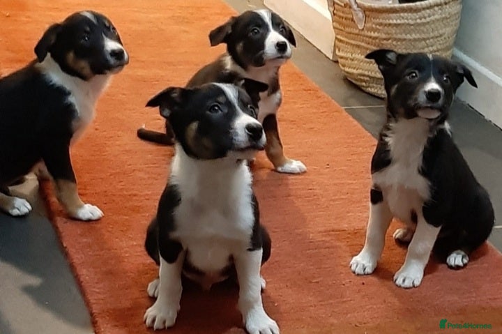 Border Collie dogs Bouncy Border Collies*Ready* - Advert 5