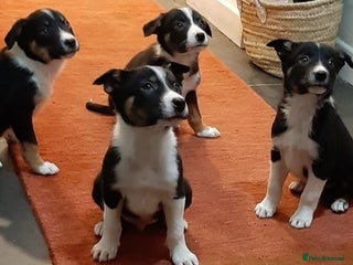 Border Collie dogs Bouncy Border Collies*Ready* - Advert 1