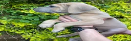 Great Dane dogs for sale: Great Dane puppies - Advert 2