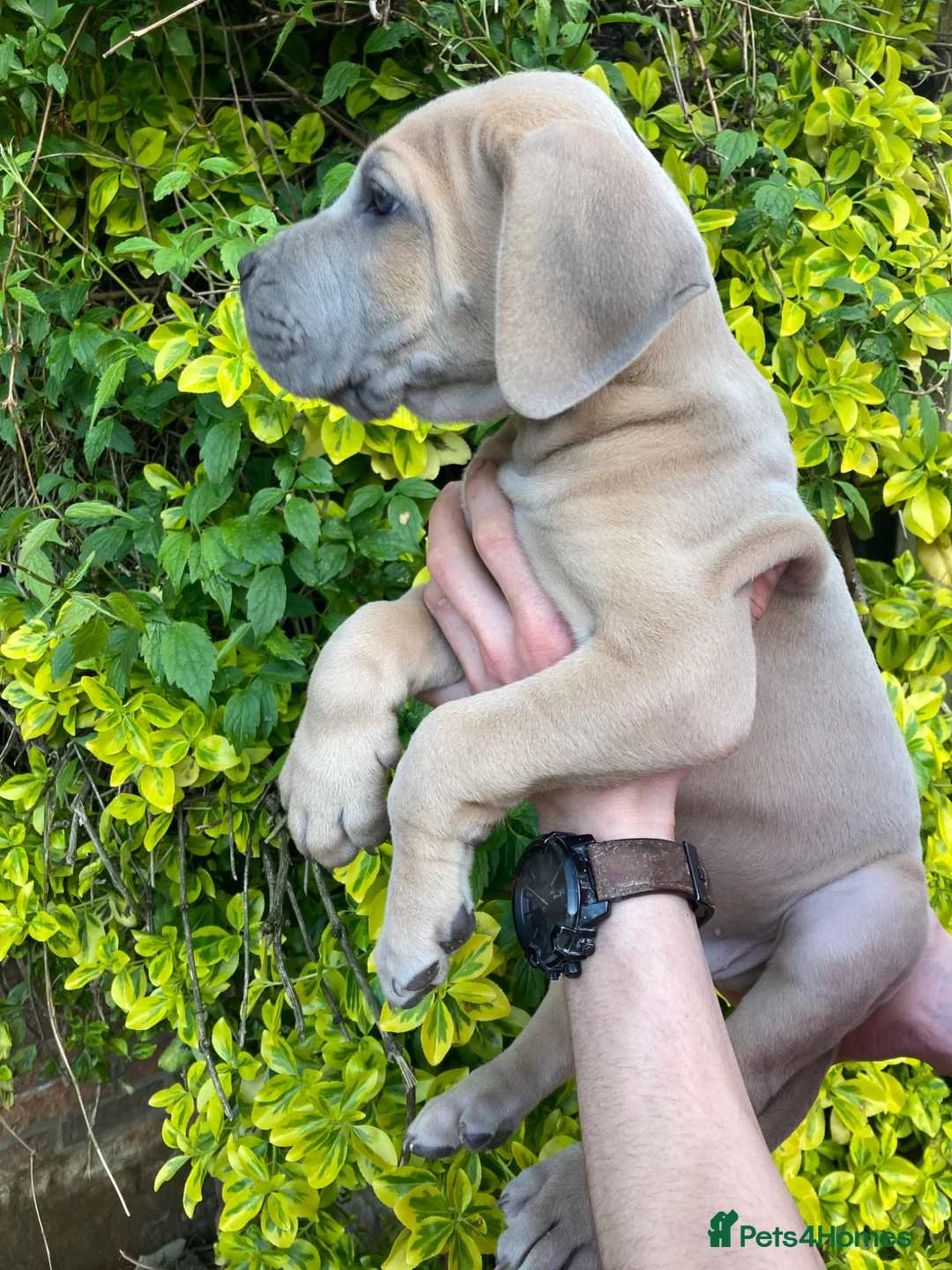 Great Dane dogs for sale: Great Dane puppies - Advert 2