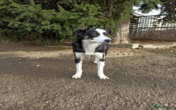 Mixed Breed dogs for adoption: 💙🐶 BENNY 🐶💙 - Image 5