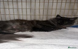 Maine Coon cats for sale: TICA Registered Black Smoke Maine Coon Female - Image 6