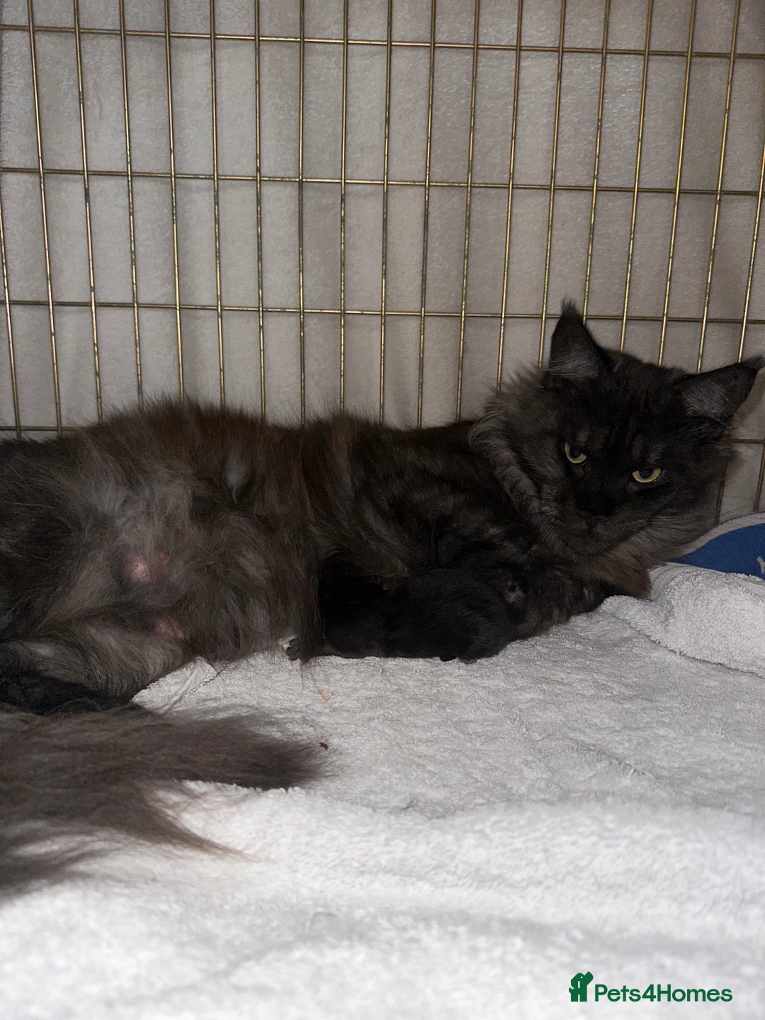 Maine Coon cats for sale: TICA Registered Black Smoke Maine Coon Female - Image 6