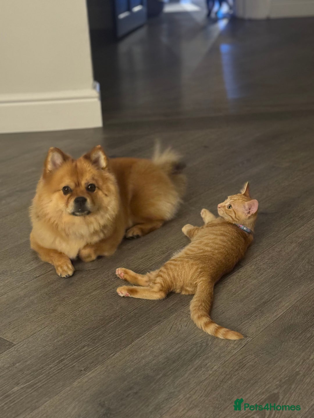 Domestic Shorthair cats for sale: Pumpkin 🎃 & Maple 🍁  - Image 6