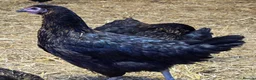 Chickens poultry for sale: POL HYBRID HENS inc coloured eggers - Advert 13