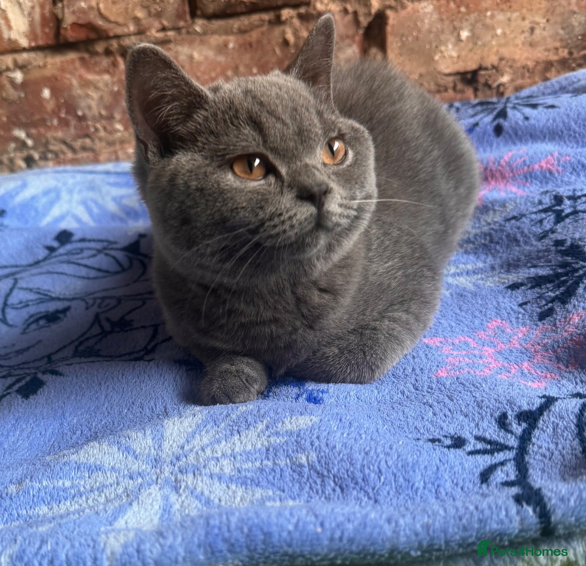 British Shorthair cats Super Cuddly Ready NOW British Shorthair Male GCCF - Advert 2
