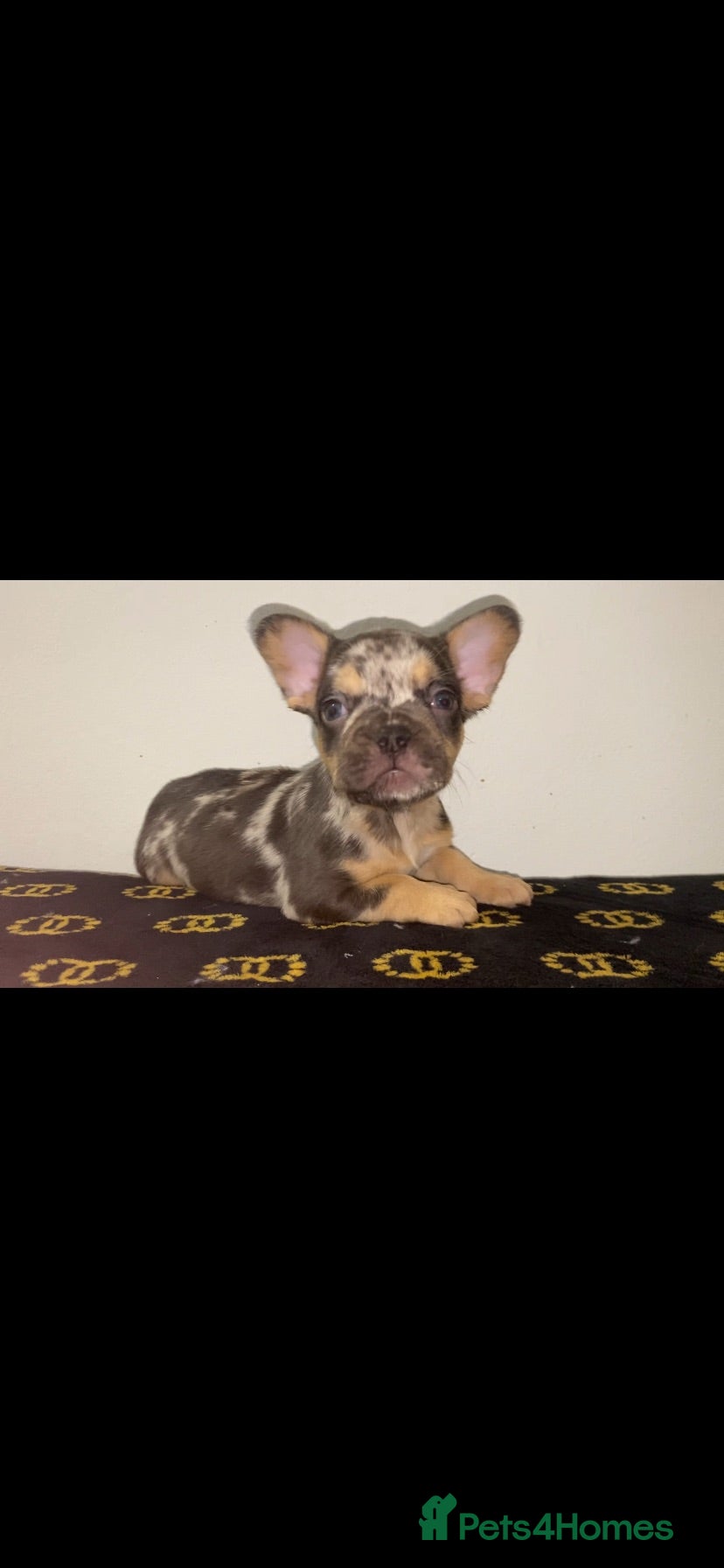 French Bulldog dogs Beautiful French Bull Dog Puppies - Advert 1