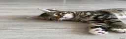Mixed Breed cats for sale: Kittens  - Advert 8