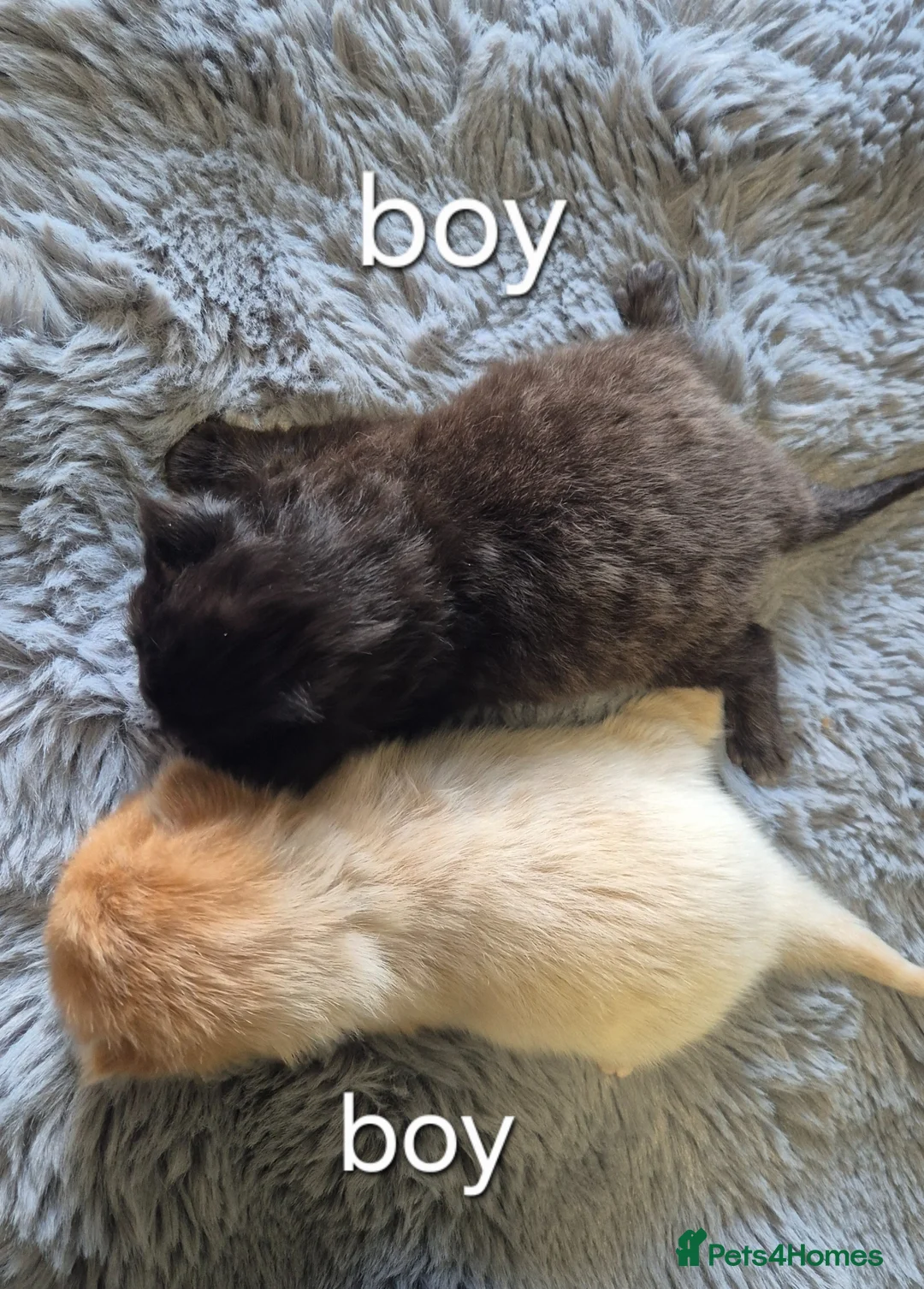 Maine Coon cats for sale: 🐱MAINE COON KITTENS READY TO RESERVE 🐱 - Advert 2