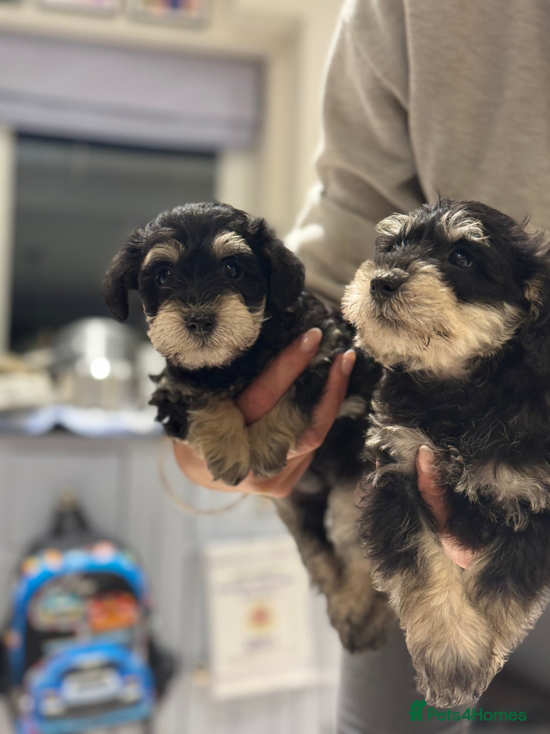Schnoodle dogs for sale: Stunning Schnoodles, heath tested  - Image 34