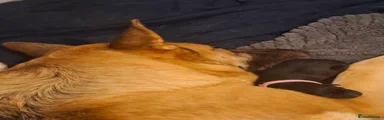 Sheprador 2