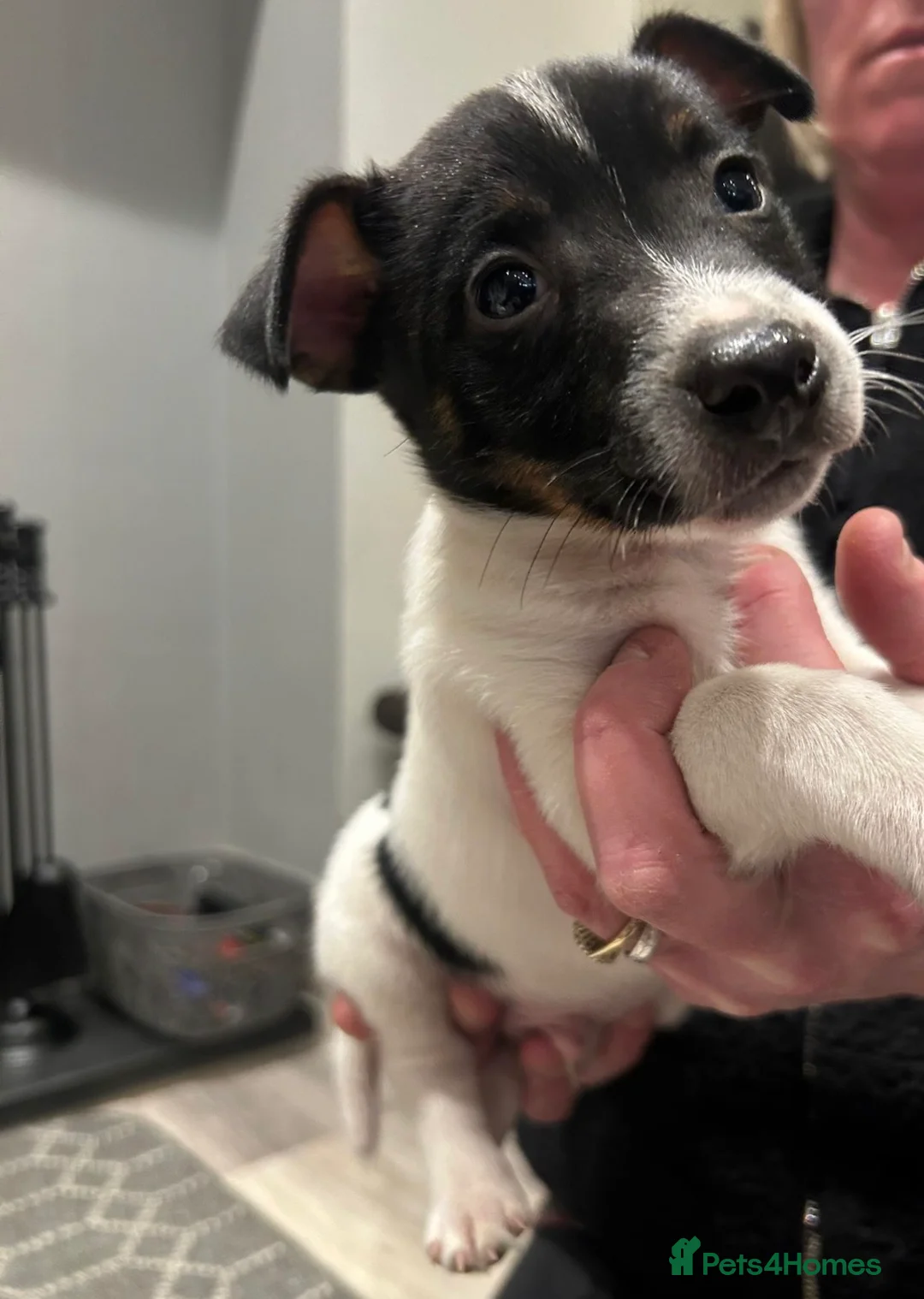 Jack Russell dogs for sale: Miniature Jack Russel puppies for sale  - Advert 3