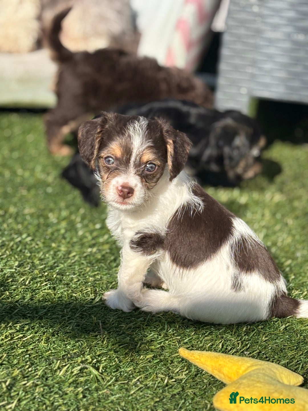 Mixed Breed dogs for sale: Shichon cross dachshund - Image 7