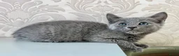 Russian Blue cats for sale: Beautiful Russian Blue Girl – 14 Weeks - Advert 12