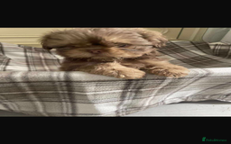Shih Tzu dogs for sale: Last boy 💙 Stunning imperial boy ( ready now) in Houghton le Spring - Image 5