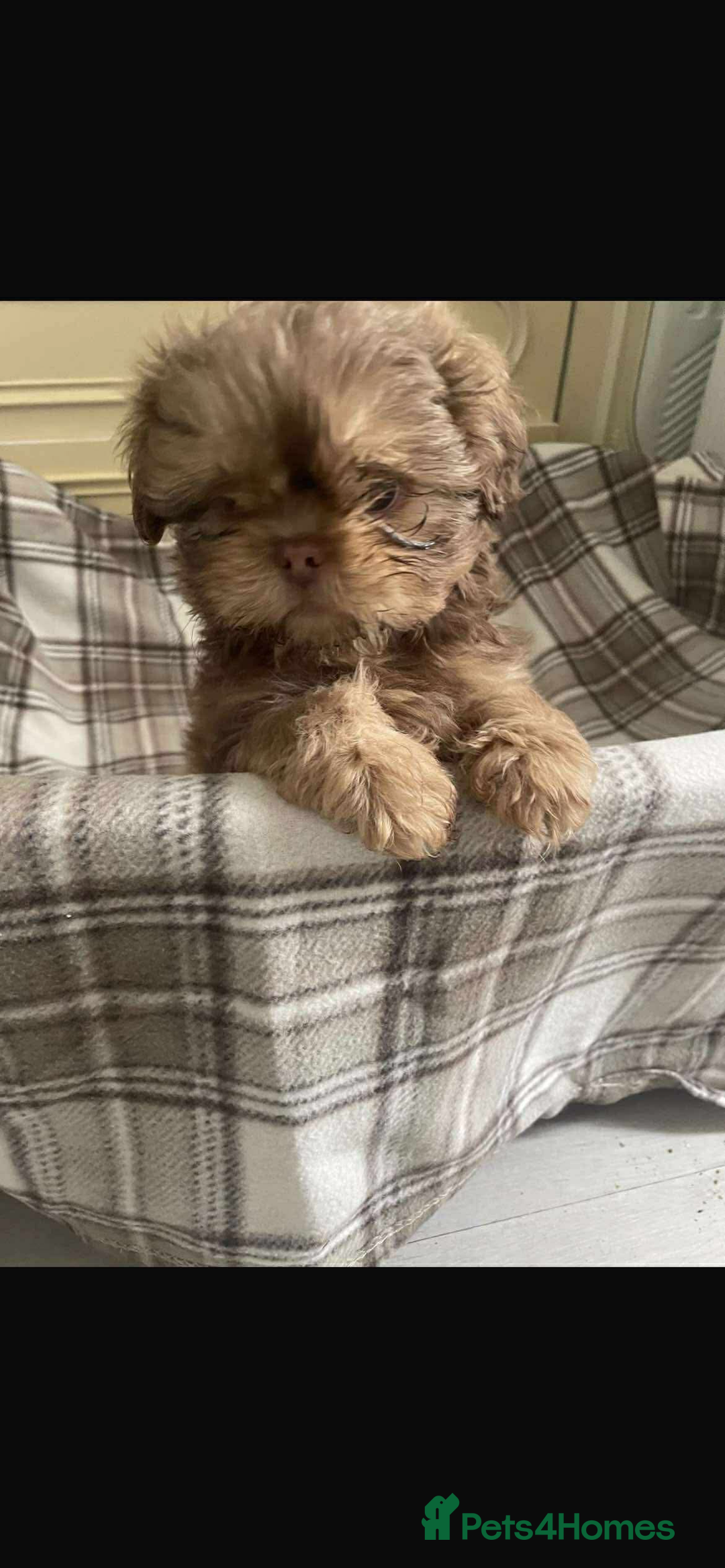 Shih Tzu dogs for sale: Last boy 💙 Stunning imperial boy ( ready now) in Houghton le Spring - Image 5
