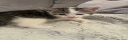 Domestic Shorthair cats for sale: 3 adorable kittens looking for their forever home  - Advert 11