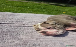 English Bulldog dogs for sale: English Bulldog 4yr old - Image 4