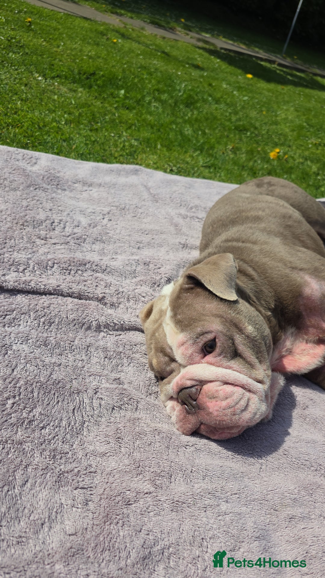 English Bulldog dogs for sale: English Bulldog 4yr old - Image 4