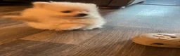 Pomeranian dogs for sale:  **  Pomeranian puppy in Swanley - Advert 11